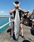 When a fish such as a large spaniard is hauled over the rails at Urangan Pier it generally draws a crowd of onlookers