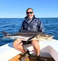 Saltwater Playground Charters continue to catch big cobia in the northern bay