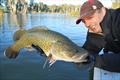 Murray Cod