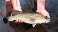 Murray cod