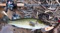 Murray cod