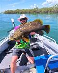 Groper bycatch has become quite common amongst barra fishos working oversized soft plastic shrimps in the snags