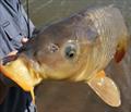 Lake Colac Catch a Carp Festival