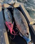 Who knows what monster pelagic predator might eat a large Reaper Rigged bait. Spanish mackerel, GT or marlin maybe