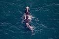 North Atlantic right whale #4150 “Accordion” and her first calf swimming close to the shipping lanes at the entrance to the Port of New York and New Jersey. Accordion is named for the propeller scars on her back that resemble the musical instrument