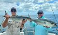 Multiple hook-ups can be chaotic fun when fishing for our prolific longtail tuna