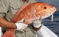 Atlantic Red Snapper