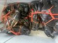 Big, fat and full could describe the mud crabs being caught down the straits these days