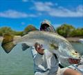 The Great Sandy Straits offers an incredible fishery that includes barra such as this one of Joe's