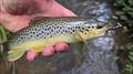Trout