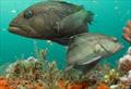Black Sea Bass