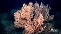 Tasman Viking has twice come under scrutiny for bringing up protected coral while bottom trawling