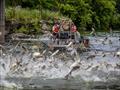 Juvenile invasive carp found closer to Lake Michigan than ever before
