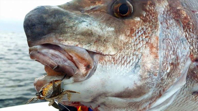 Snapper - photo © Lowrance
