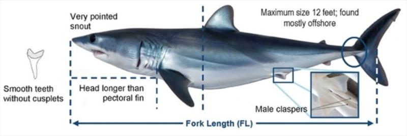 Figure 1. Diagram of shortfin mako sharks - photo © NOAA Fisheries