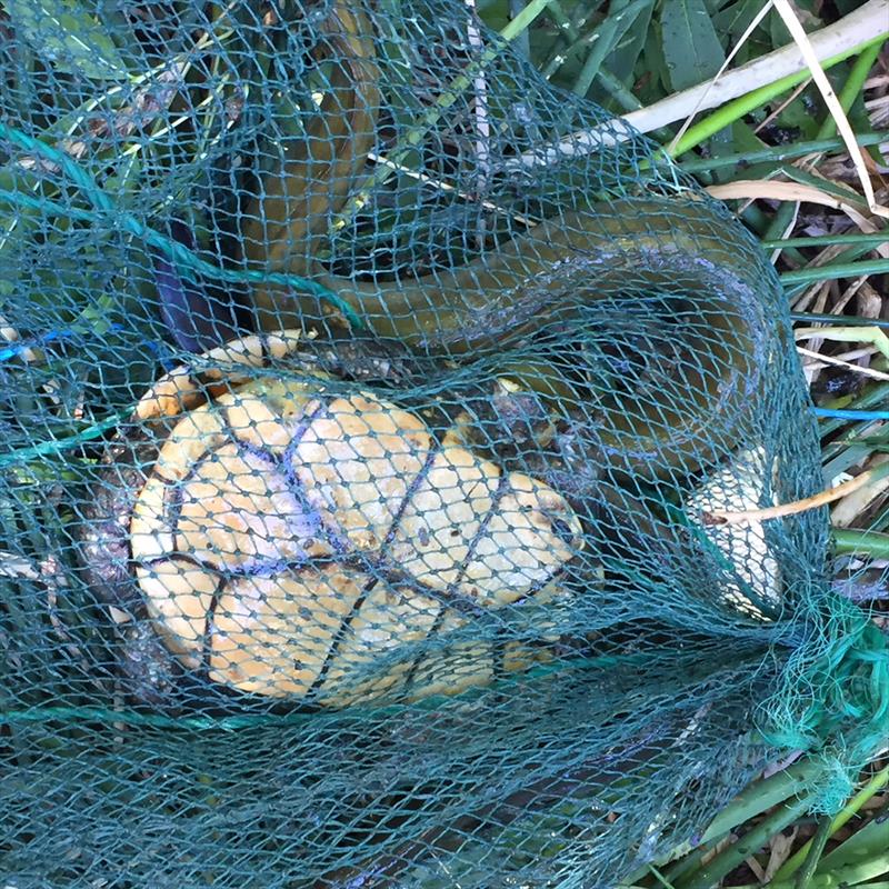 An illegal 8.8 metre fish trap in Lara Lake - photo © Melanie Curtis