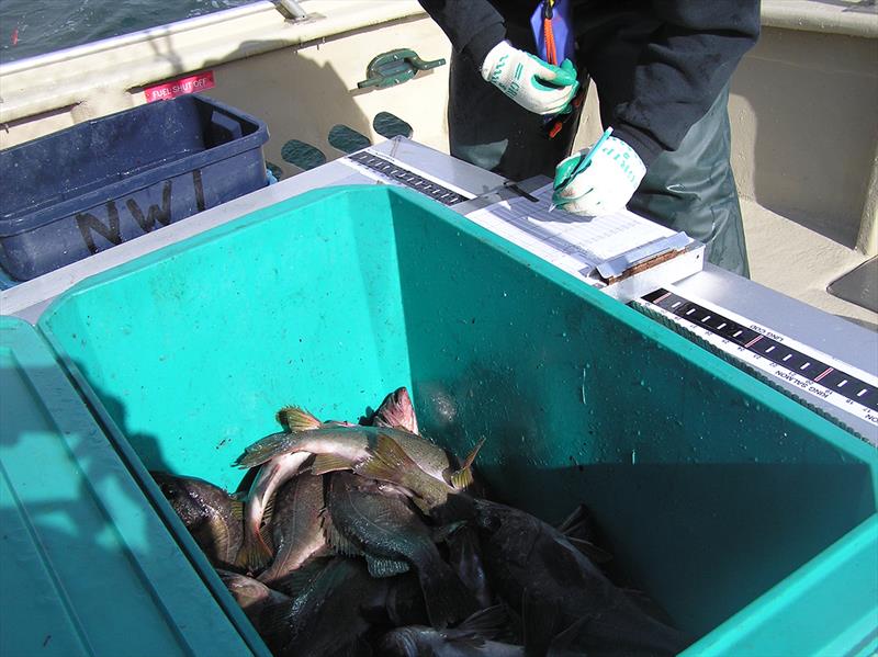 Tracking rockfish catch. - photo © John Holloway/Recreational Fishing Alliance