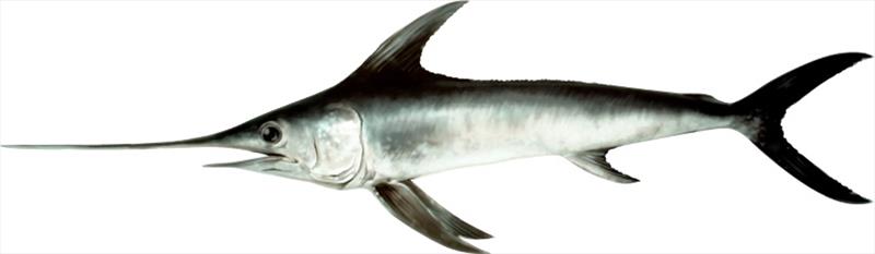 Swordfish (Xiphias gladius), one of the species for which JABBA has been used to assess its stock - photo © NOAA Fisheries