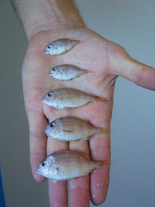 Baby snappers on palm photo copyright Victorian Fisheries taken at  and featuring the Fishing boat class