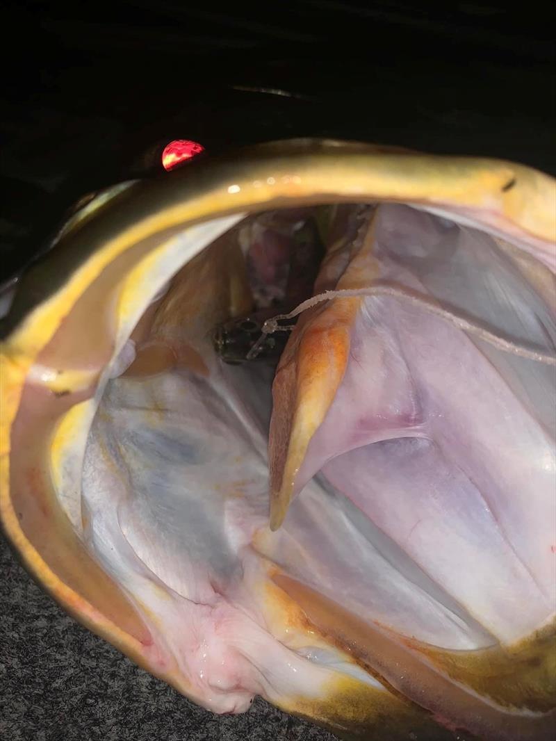 Down the hatch -  there's a reason we fish 70-80lb leader for barra, check out the chafe marks photo copyright Fisho's Tackle World taken at  and featuring the Fishing boat class