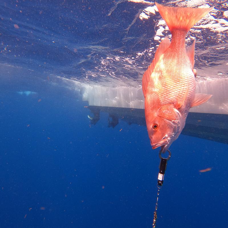 Descending devices help fish overcome buoyancy and symptoms of barotrauma by releasing them at depth. photo copyright Return 'Em Right taken at  and featuring the Fishing boat class