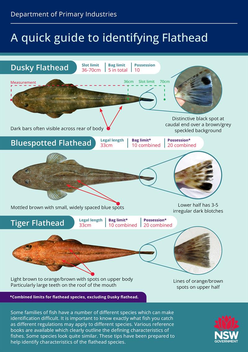 Do You Know The Difference Between Flathead Species In NSW 