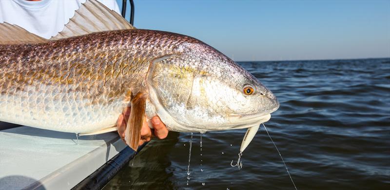 Targeting monster Redfish of Florida's Banana River - photo © Stephen Dougherty