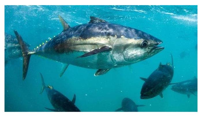 Tuna and billfish are making a comeback photo copyright Daria Blackwell taken at  and featuring the Fishing boat class