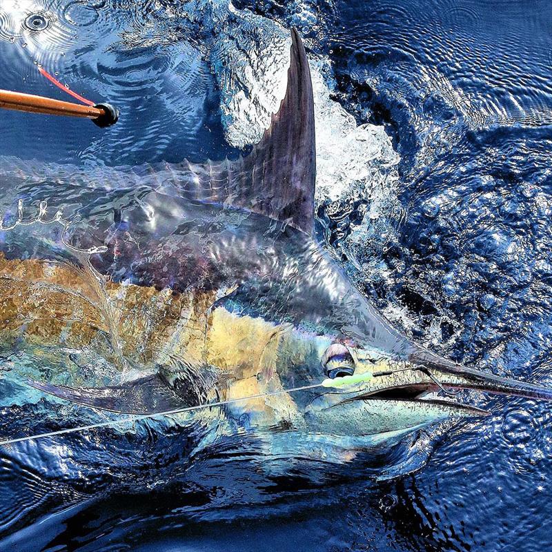 IGFA Great Marlin Race - photo © AFTCO