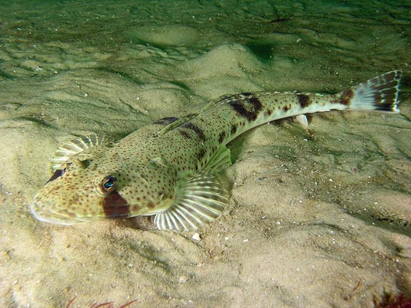 Sand flathead photo copyright DPIPWE Fishing taken at  and featuring the Fishing boat class