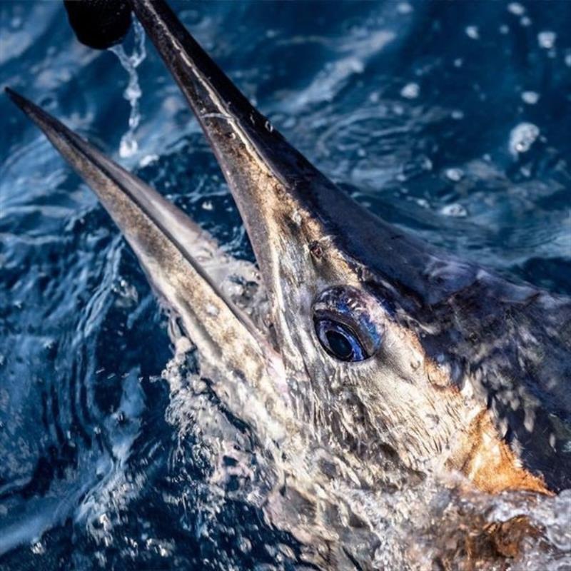 Billfish handling photo copyright Jason O'Brien Photography taken at  and featuring the Fishing boat class