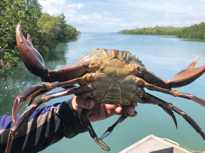 Many crabs have made their way back upstream into the backwaters or our creeks - photo © Fisho's Tackle World