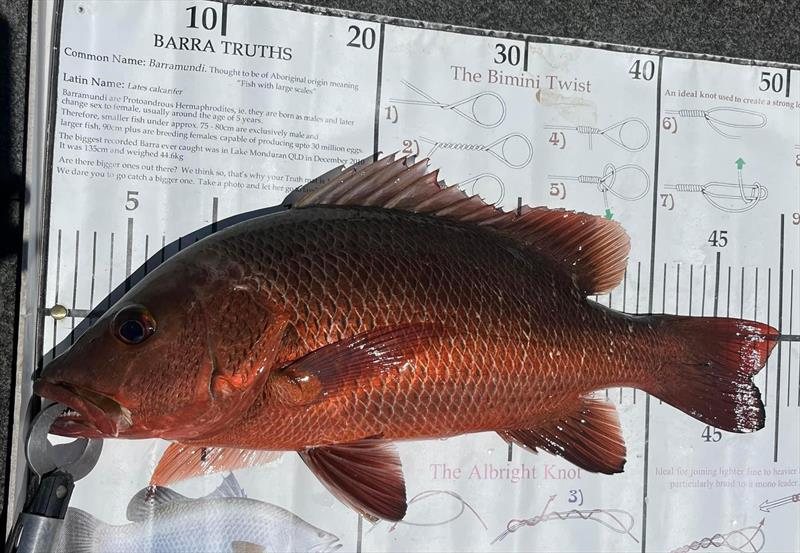 How nice are the colours on this jack, they're great fun at this size and it can all be over in a second if you're not prepared - photo © Fisho's Tackle World