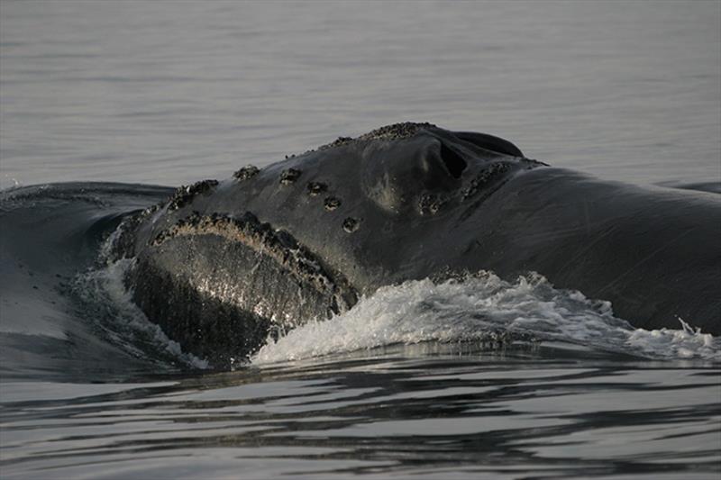 The endangered North Pacific right whale feeds exclusively on zooplankton - photo © NOAA Fisheries