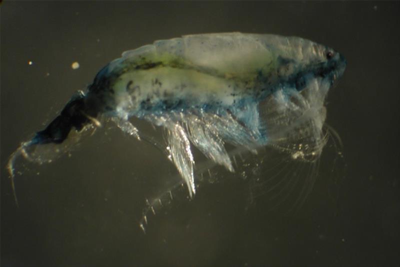 The small copepod, Epilabidocera - photo © NOAA Fisheries