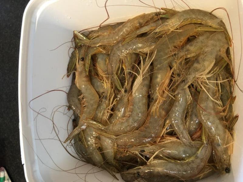 If you're exploring our rivers and creeks this time of year, you'd be mad not to have a cast net onboard  - photo © Fisho's Tackle World