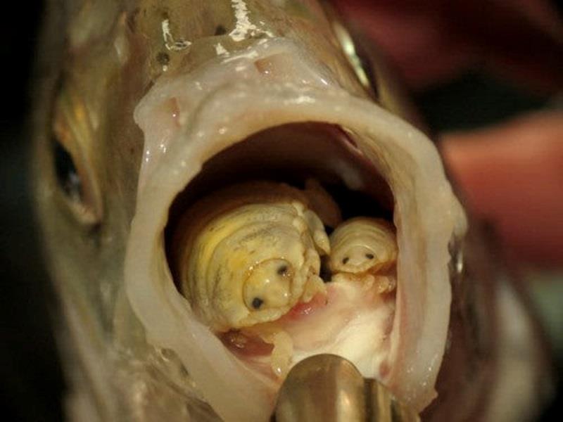 Some fish are lucky, others not so much! - photo © Fisho's Tackle World