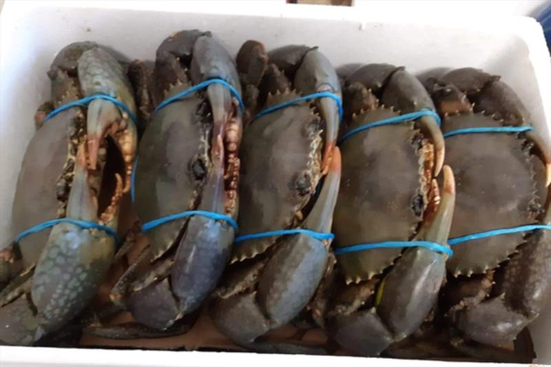 Crabbing in the Burrum has been frustrating for many - photo © Fisho's Tackle World