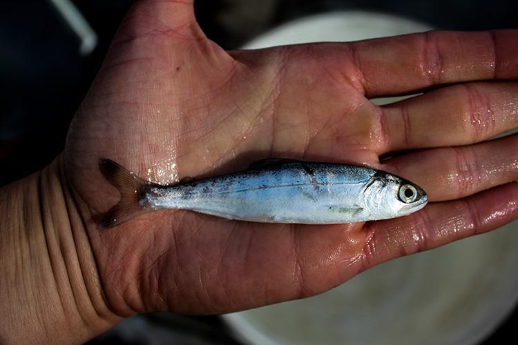 Juvenile Chinook salmon on the palm of a hand - photo © Katrina Mueller
