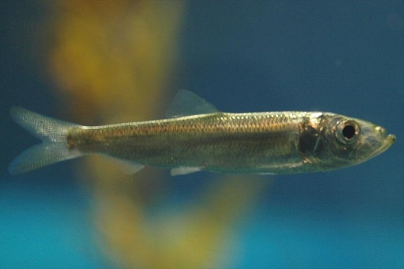 Pacific Herring have evolved a periodic life history strategy - photo © NOAA Fisheries
