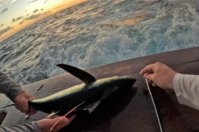 Scientists Eric Orbesen and Derke Snodgrass tagging a tuna at sunset in Curaçao - photo © NOAA Fisheries