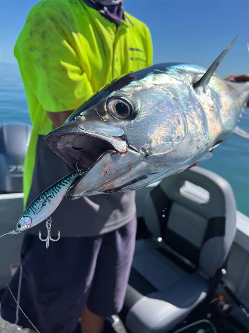 Venom V-swim doing the damage on this school sized bay longtail tuna - photo © Fisho's Tackle World
