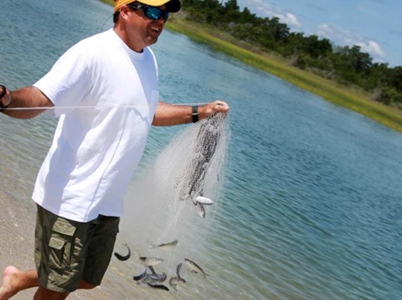 One throw of a cast net can land enough bait for the day - photo © Calcutta Outdoors