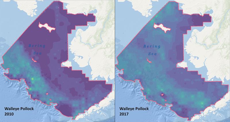 DisMAP can now display survey data for species found in the Northern Bering Sea, such as walleye pollock. These maps taken from the portal illustrate the observed large increase in pollock abundance in the Northern Bering Sea between 2010 & 2017 survey - photo © NOAA Fisheries
