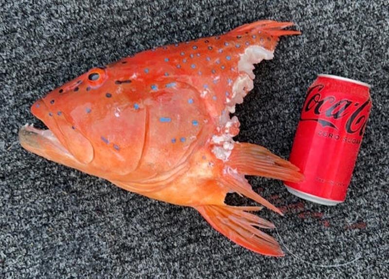 A sad sight - all too frequent these days. Hopefully the cooler weather will slow the tax man down soon - photo © Fisho's Tackle World