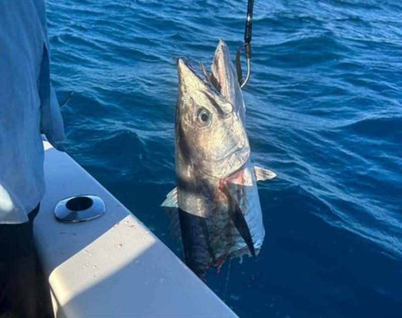 Sharks are still an issue. Claiming another victim this poor spanish mackerel - photo © Fisho's Tackle World