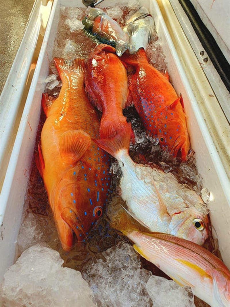 Charter clients (such as those fishing with Hot Reels Pro Fish Charters) should utilise the Daiwa Insulated Fish Bags as the perfect storage vessel for their catch - photo © Fisho's Tackle World