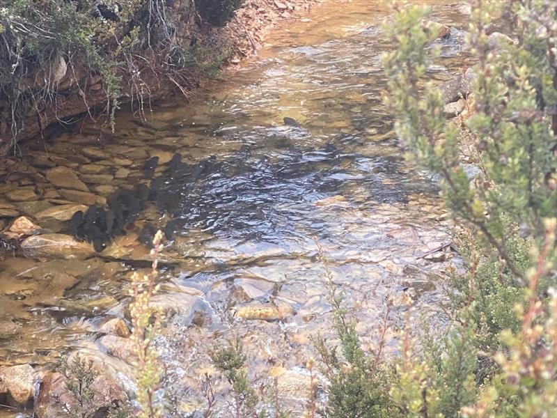 Brown trout stacking up in the spawning creeks of Great Lake after recent rain - photo © Spot On Fishing Hobart