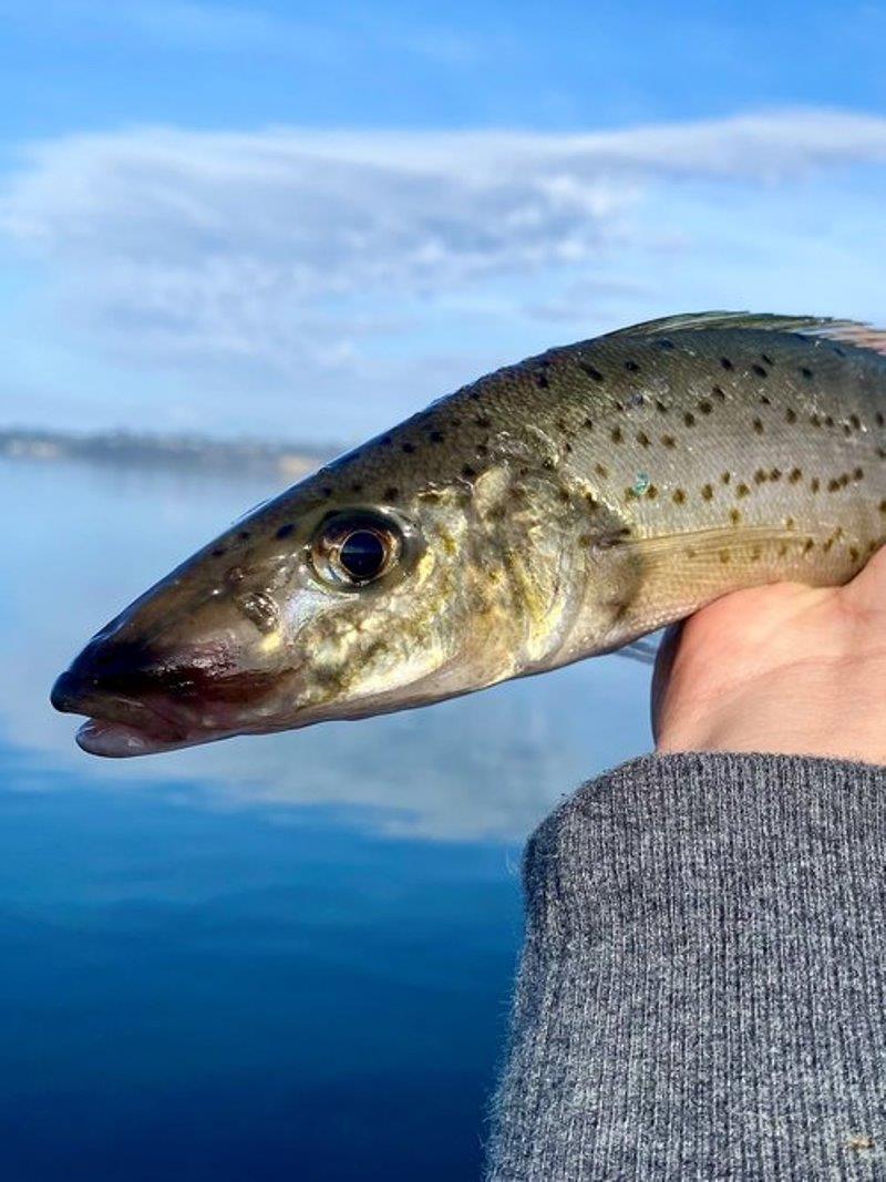 Caught first king george whiting in Georges Bay - photo © Spot On Fishing Hobart