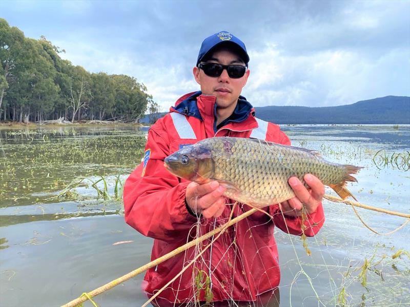 Carp functionally eradicated from Tasmania - photo © Spot On Fishing Hobart